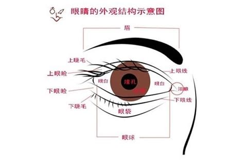 眼睛位置|眼（人或动物的视觉器官）